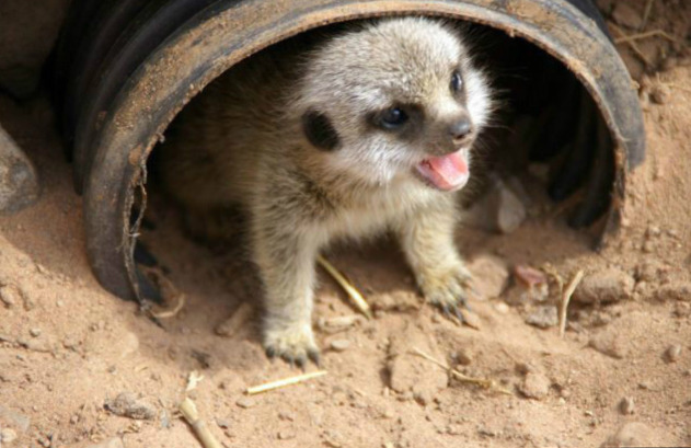 귀여운 아기 미어캣 | 인스티즈