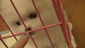 사람을 위협하는 강아지들 | 인스티즈