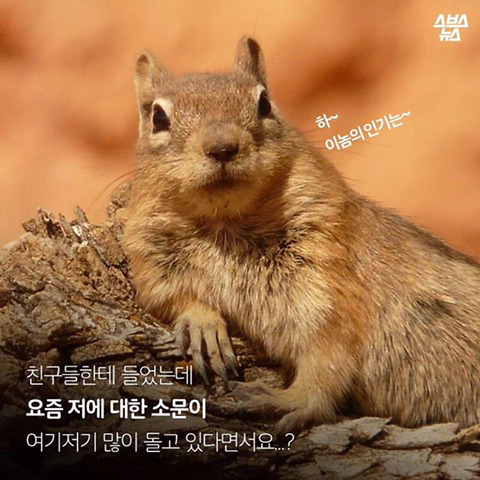 청설모 착지의 진실 | 인스티즈