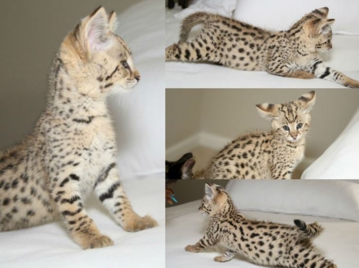 세상에서 가장 크고 비싼 고양이 중 하나인 사바나 고양이에 대하여 | 인스티즈