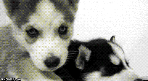 사람을 위협하는 강아지들 | 인스티즈