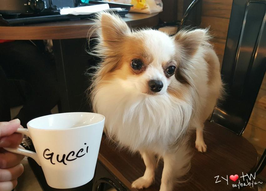 트와이스) 쯔위 대만 강아지 구찌 | 인스티즈