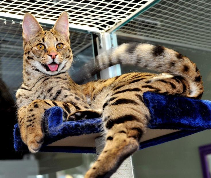 세상에서 가장 크고 비싼 고양이 중 하나인 사바나 고양이에 대하여 | 인스티즈