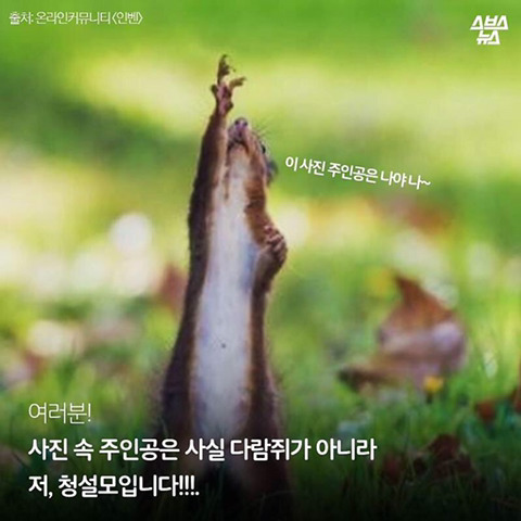 청설모 착지의 진실 | 인스티즈