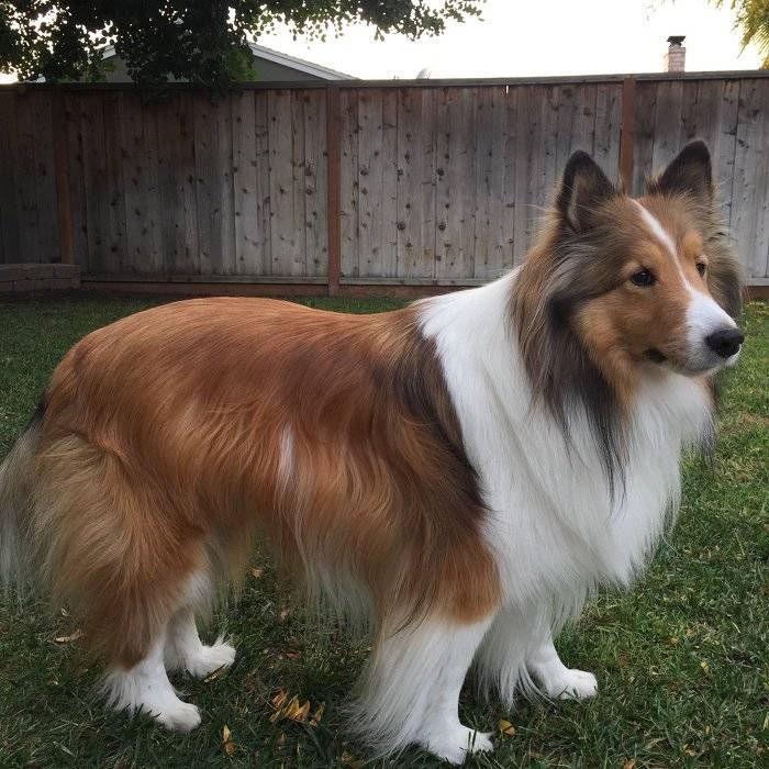 견종 이야기 - 올드 잉글리쉬 쉽독 | 인스티즈