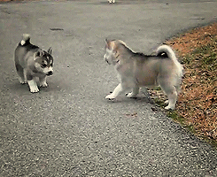 사람을 위협하는 강아지들 | 인스티즈