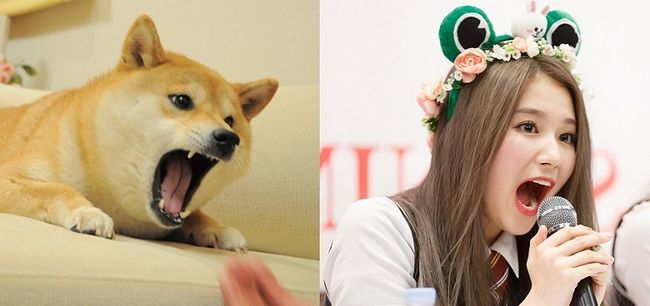 트와이스 시바 | 인스티즈