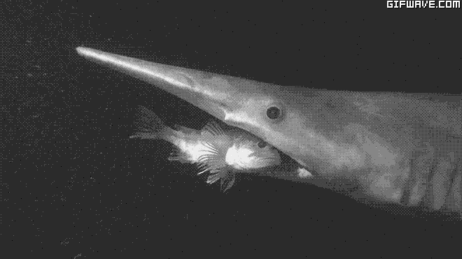 여러 생물들이 사냥하는 장면.gif (혐오주의) | 인스티즈