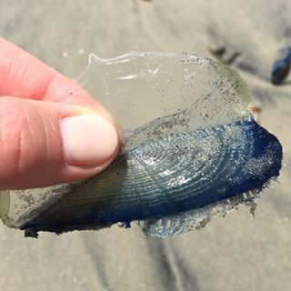  특이한 동물들(다소 징그러움 주의) | 인스티즈