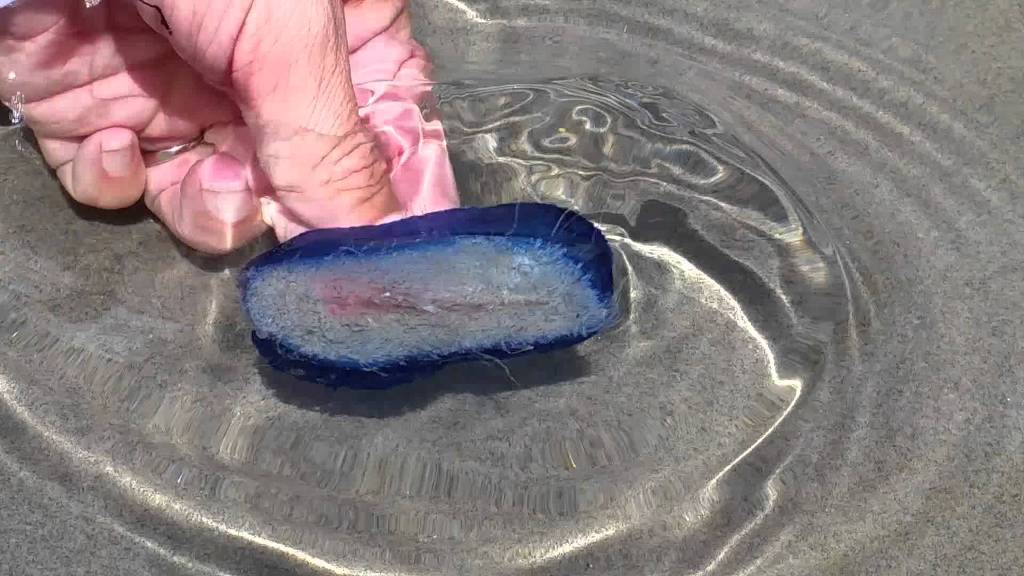  특이한 동물들(다소 징그러움 주의) | 인스티즈