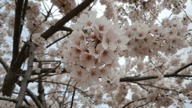 진해 벚꽃길 드라이브 | 인스티즈