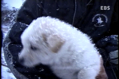 귀여운 강아지들.gif | 인스티즈