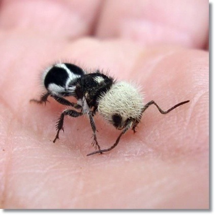  특이한 동물들(다소 징그러움 주의) | 인스티즈