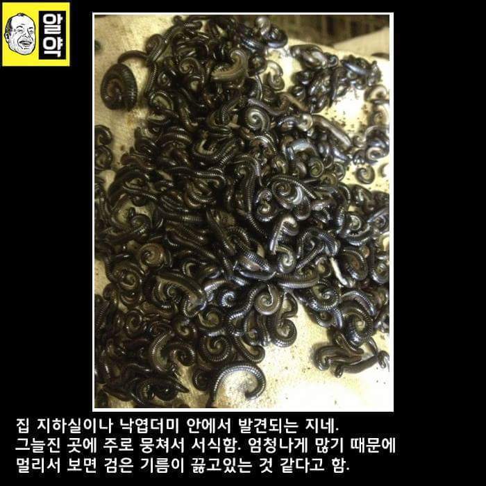 혐오주의) 호주의 위엄 | 인스티즈