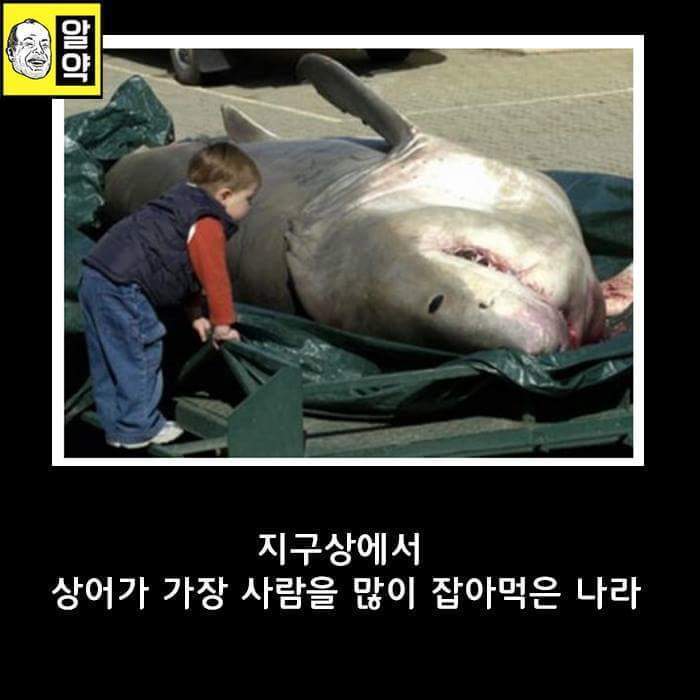 혐오주의) 호주의 위엄 | 인스티즈