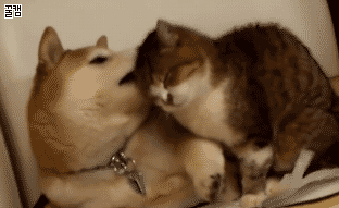 보기만 해도 행복한 댕댕이♥냥이 조합 | 인스티즈