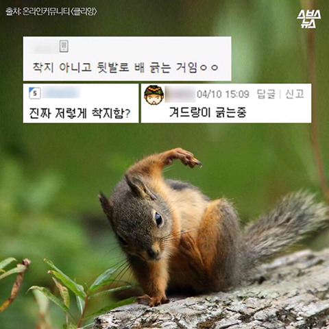 청설모 착지의 진실 | 인스티즈