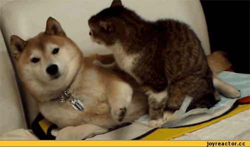 냥아치 모음 | 인스티즈