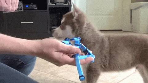 견종 이야기 - 올드 잉글리쉬 쉽독 | 인스티즈