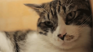 고양이의 눈키스 | 인스티즈