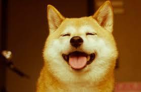 시바견 키우고 싶어지는 사진 | 인스티즈