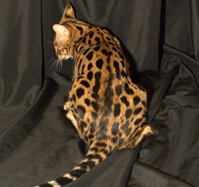 세상에서 가장 크고 비싼 고양이 중 하나인 사바나 고양이에 대하여 | 인스티즈