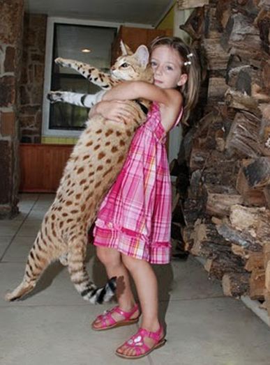 세상에서 가장 크고 비싼 고양이 중 하나인 사바나 고양이에 대하여 | 인스티즈