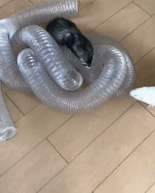 뜻밖의 쓰레기에 족제비가 너무 신났다 | 인스티즈