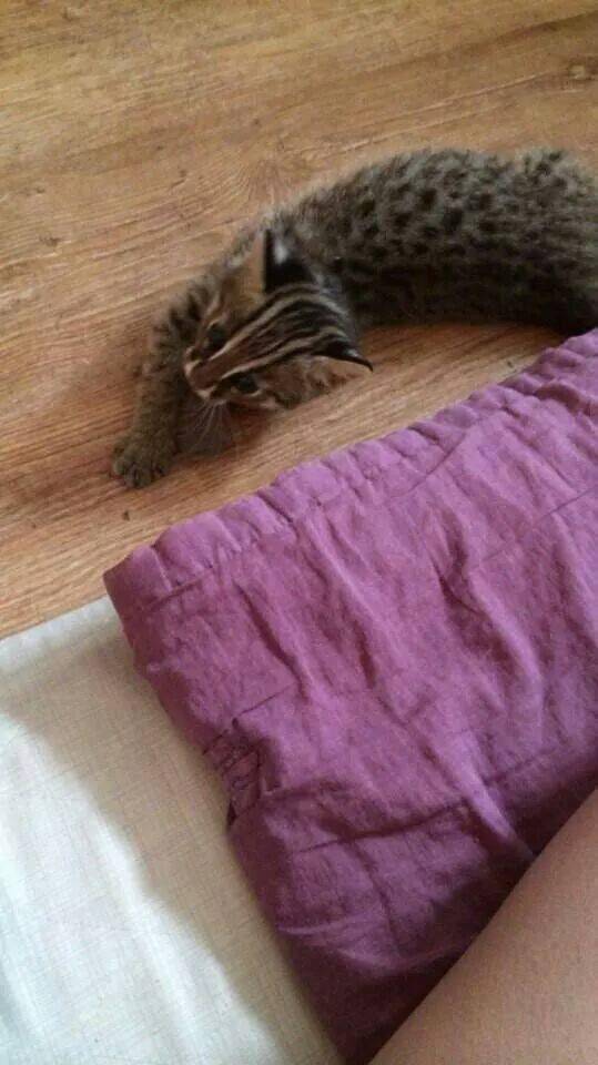 새끼 고양이를 주워왔는데 아무래도 족보있는 고양이 같아요 | 인스티즈