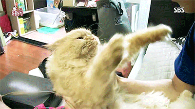 [동물농장] 위너집에 사는 두 얼굴의 고양이 죠니 | 인스티즈