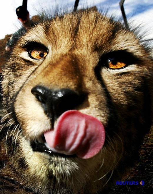 아프리카 대륙에서 고기만 먹고 사는 놈들 | 인스티즈