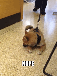 사람을 위협하는 강아지들 | 인스티즈