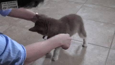 견종 이야기 - 올드 잉글리쉬 쉽독 | 인스티즈