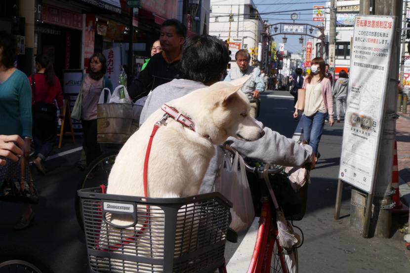 개로 환생한 남자친구랑 마주침 | 인스티즈