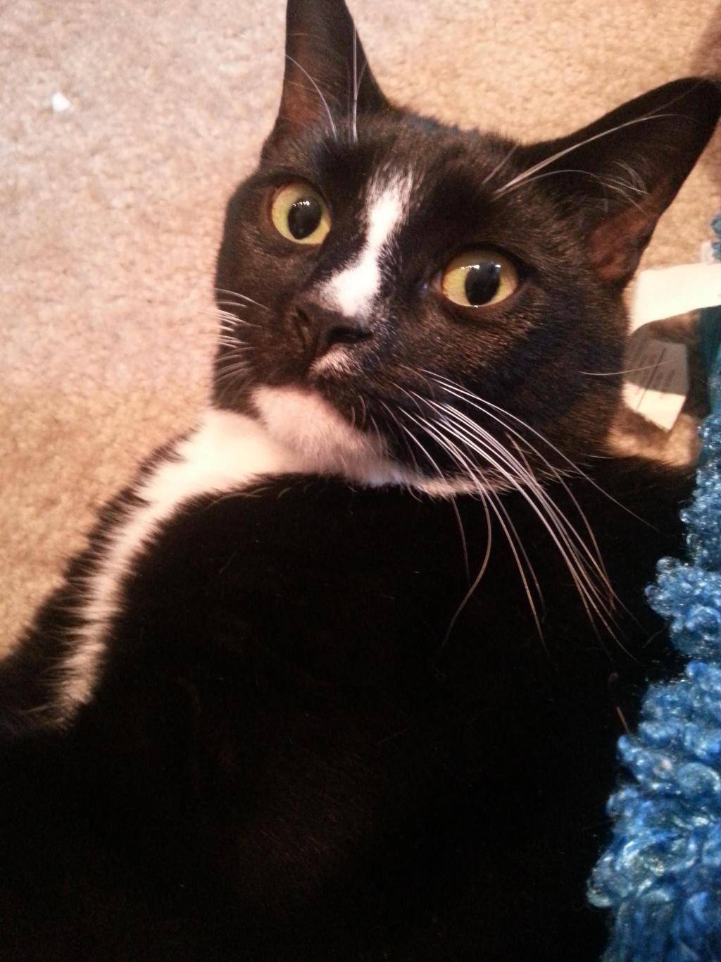 보자보자 하니까 주인 ㅆ바넘이 | 인스티즈