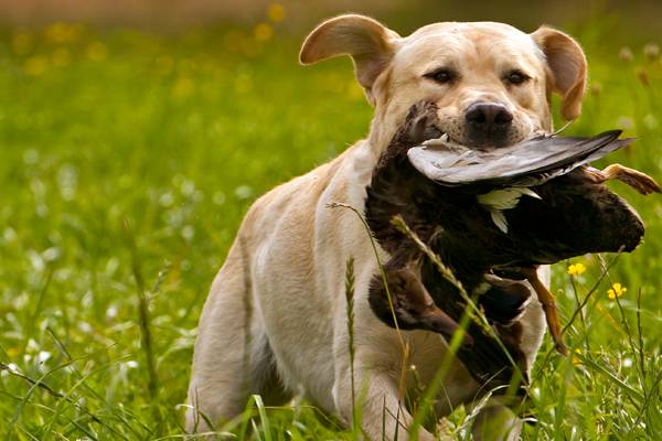 견종 이야기 - 래브라도 리트리버 | 인스티즈