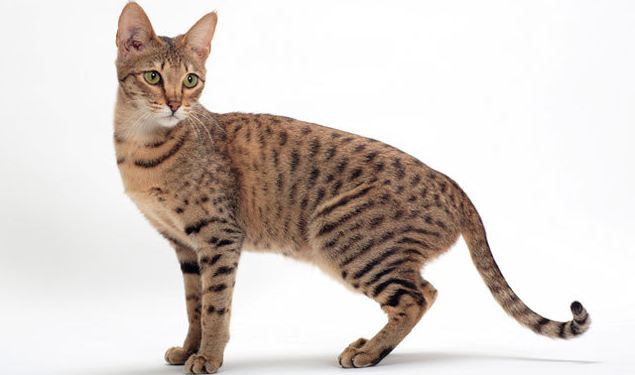세상에서 가장 크고 비싼 고양이 중 하나인 사바나 고양이에 대하여 | 인스티즈