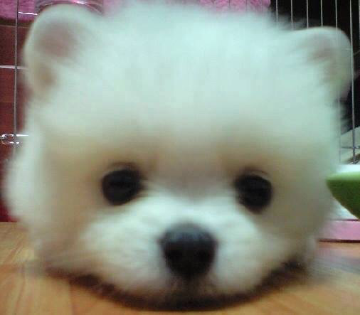 강아지야 솜사탕이야??? | 인스티즈