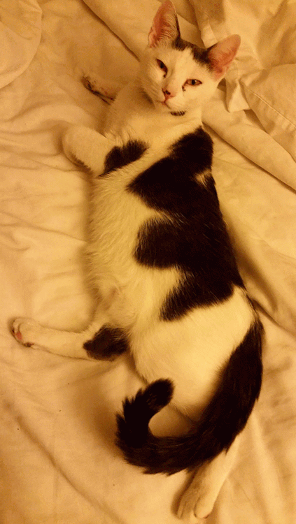 고양이의 눈키스 | 인스티즈