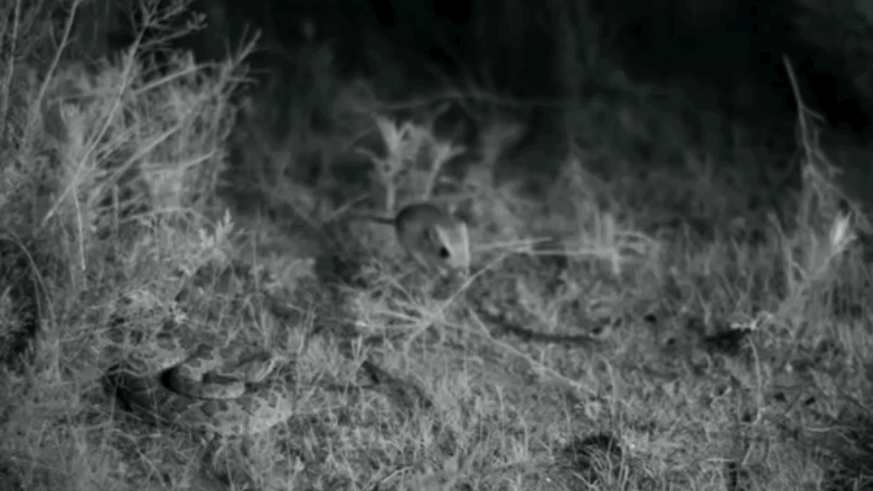 뱀 주의))) 반응속도 레전드.gif | 인스티즈