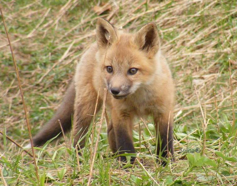 귀여운 동물새끼들.jpg | 인스티즈