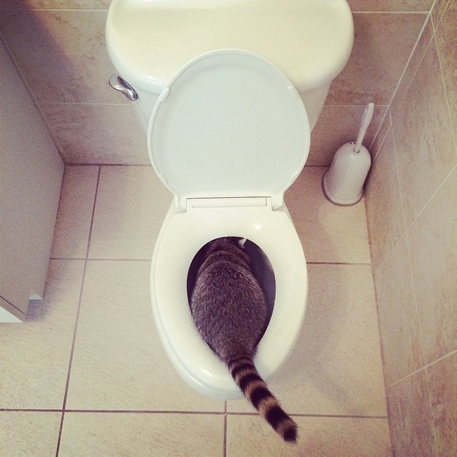 집에서 키우는 라쿤 | 인스티즈