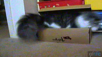 고양이 박스.gif | 인스티즈