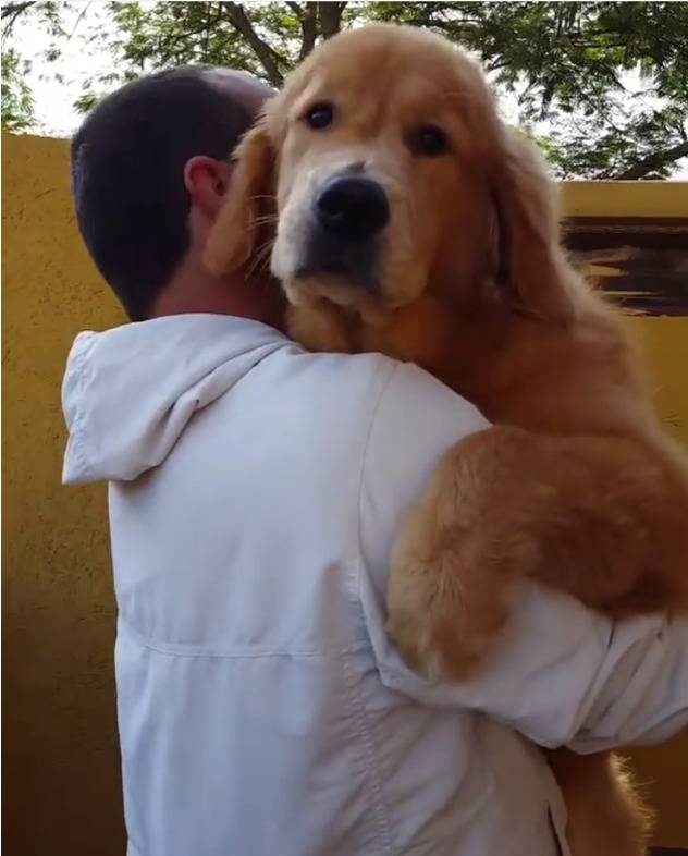 대형견은 몸집이 커져도 늘 자신이 아기라고 생각해요.jpg (feat. 왕 인절미) | 인스티즈