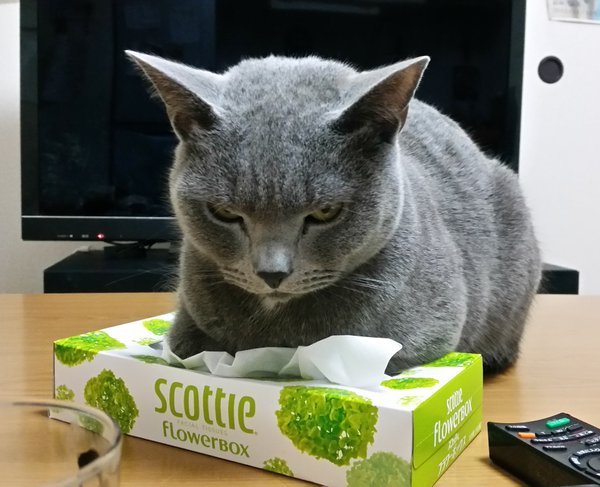 티슈 상자를 좋아하는 고양이 | 인스티즈