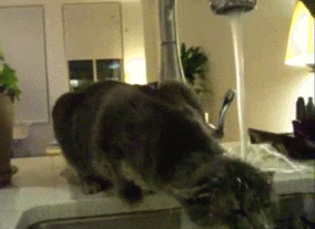물 먹는 고양이 | 인스티즈