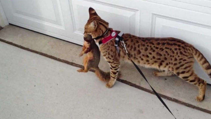 세상에서 가장 크고 비싼 고양이 중 하나인 사바나 고양이에 대하여 | 인스티즈
