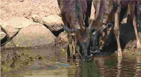 아프리카 대륙에서 고기만 먹고 사는 놈들 | 인스티즈