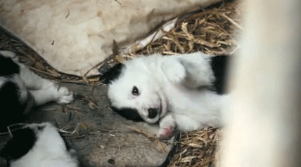 사람을 위협하는 강아지들 | 인스티즈