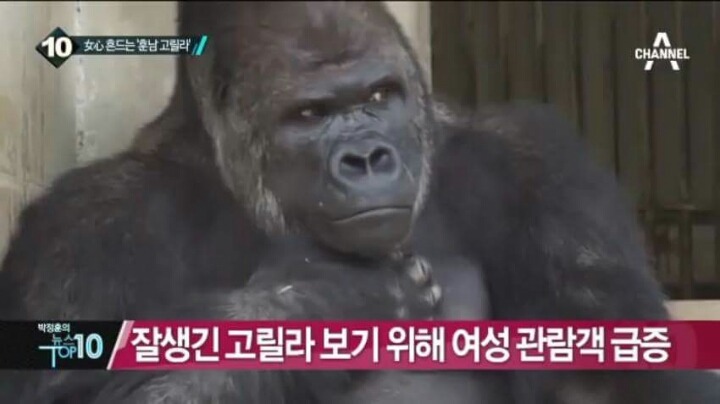 세상에서 제일 잘생긴 고릴라.jpg | 인스티즈